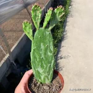 十大稀有仙人球品种 最罕见的八个仙人球