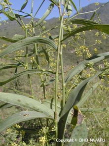 北柴胡与柴胡的区别 北柴胡可以代替柴胡吗