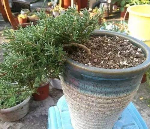 十几年的太阳花老桩 几年能养一棵太阳花老桩