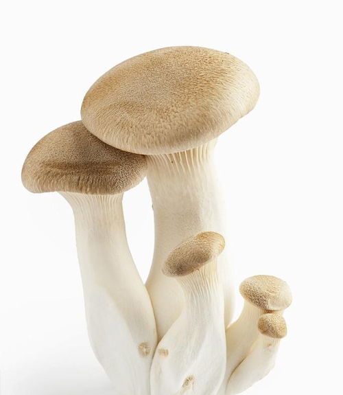 十大高纤维食物排行榜 高纤维食物食谱大全