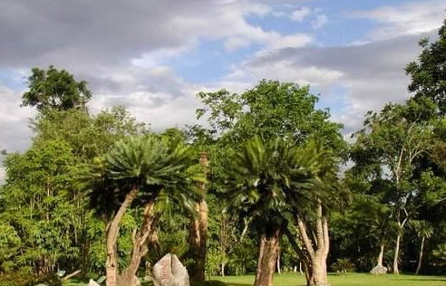 十年树龄的黄花梨售价 人工种植30年的黄花梨价值