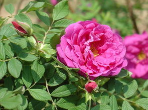 十一朵玫瑰花的花语 1到99朵玫瑰的含义