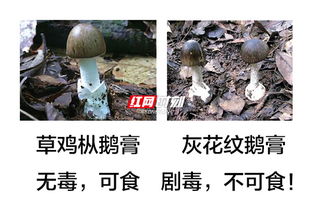 十种剧毒鹅膏菌 可食用鹅膏菌有哪些