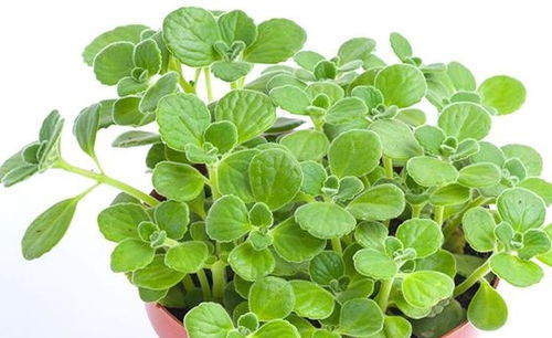 十二生肖代表各种花 12生肖花名