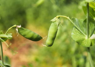 北方豌豆最晚什么时候种 豌豆北方可以种几茬