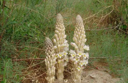 十大仙草排名 山海经十大仙草