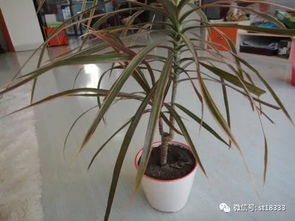 千年木多久浇水一次 千年木缺水的表现