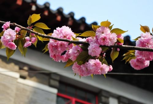 南京的市花和市树分别是什么 南京市树市花象征意义