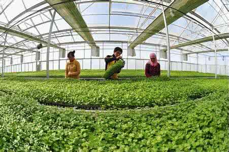 千万不选设施农业科学与工程 设施农业毕业后好就业嘛