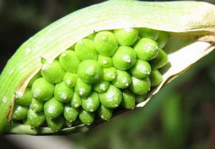 半夏是有毒的吗 生半夏煮多久就没毒了