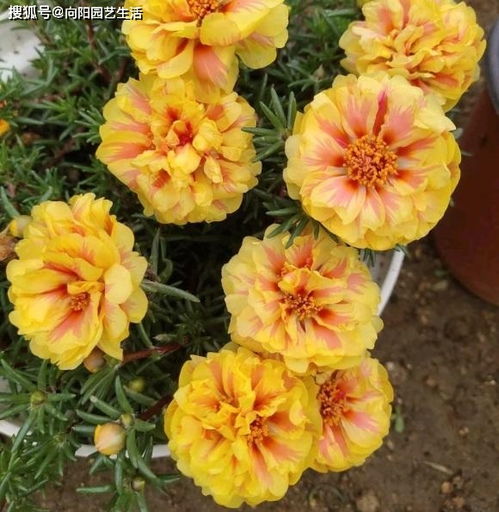 卖各种花籽到哪里购买呢 花种子哪里有卖零售