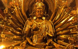 千手观音有毒吗 千手观音花家里能养吗