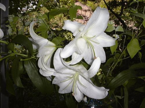 卡萨布兰卡的七种花语 卡萨布兰卡的花语是什么