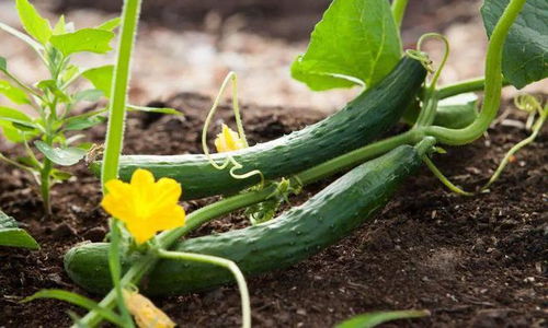 南瓜是蔬菜吗 南瓜属于蔬菜还是水果类