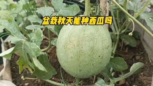 南方秋天露天西瓜能种吗 适合秋天种的西瓜品种