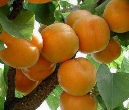 南方杏子又叫什么 为什么南方没有杏子卖