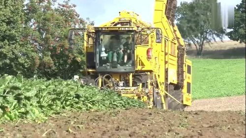 南方的甜菜是什么菜 南方甜菜图片