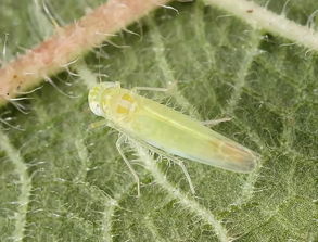 卧室小绿叶蝉怎么去除 被小绿叶蝉咬后的图片