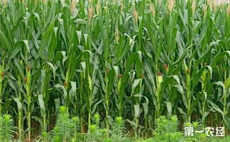 南方种玉米最迟什么时间 8月中旬种玉米晚不晚