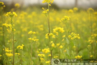 南方油菜花开花是几月 油菜花种子多少钱一斤