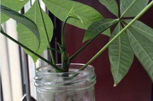 发财树怎么水培生根 发财树叶子扦插水培方法视频
