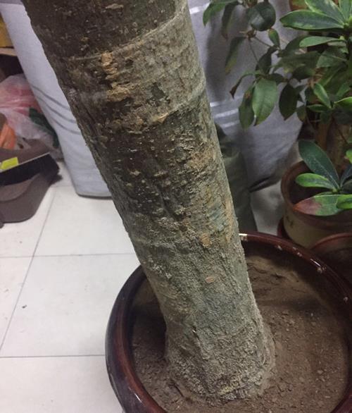 发财树主干没有芽眼能发芽吗 发财树主干怎么打芽眼