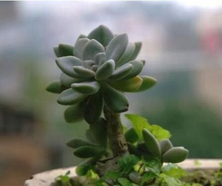 厚脸皮的学名叫什么 俗称厚脸皮的植物叫什么