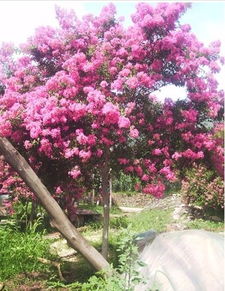 又什么又什么的花 又什么又什么的树