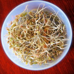 发豆芽的观察记录七天 豆芽的四种营养价值