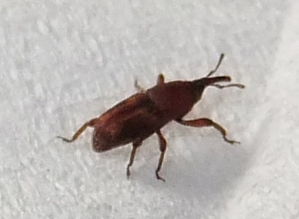 卫生间爬的又细又小的虫子 瓷砖缝生出密密麻麻的小虫子