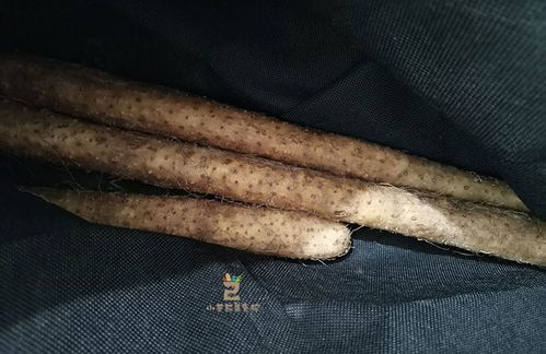 发芽的山药能吃吗铁棍山药 山药发芽了把芽去掉还能吃吗