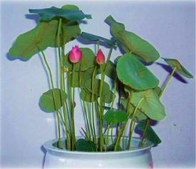 发芽的莲子可以直接扔水里吗 莲子能一直放水里养吗