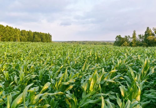 危害玉米的黑色甲虫 玉米甲虫图片大全大图