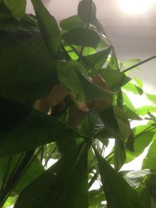 发财树多久喷一次叶面 发财树不浇水只喷叶子