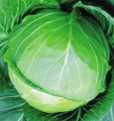 卷心菜就是包菜吗 包菜和卷心菜是一种吗