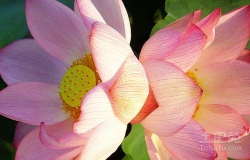 双生花的花语和寓意 并蒂莲和双生花的区别