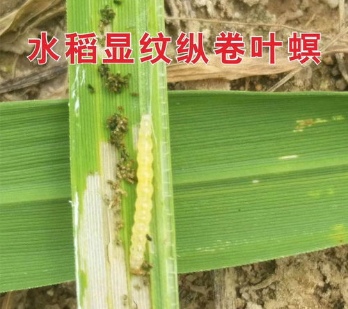 卷叶虫用什么药效果最好 专打水稻卷叶虫农药