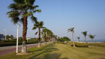 厦门马路边是椰子树吗 厦门种的是棕榈树吗