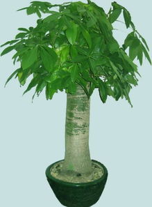 发财树浇啤酒的正确方法 啤酒放几天才能浇发财树