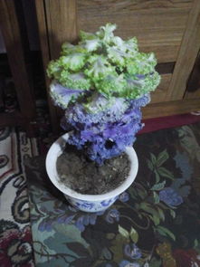 叶子一半紫一半绿的植物 叶子表面绿色背面紫色