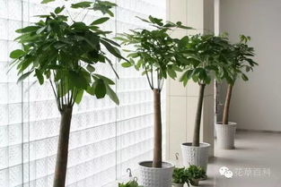 发财树需要剪枝吗 发财树太高修剪图解