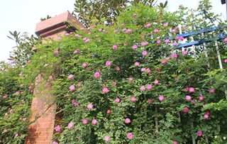 可以当围墙的带刺的植物 防盗带刺植物篱笆