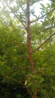 叶子最小的榆树是啥品种 最稀有榆树品种