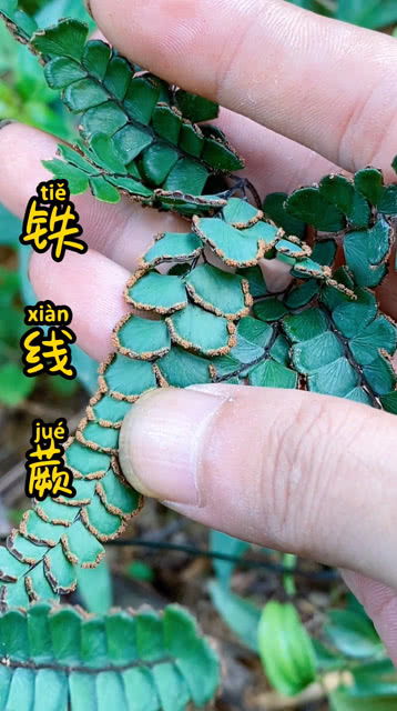 叶子很大像扇子的树 类似扇子的植物图片