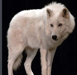 古代对白狼的雅称 狼在古代的美称