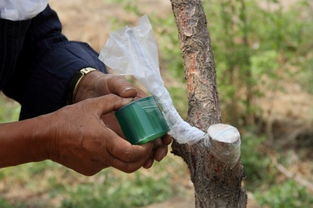 可以相互嫁接的果树表 什么树是万能嫁接树