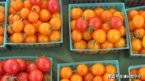 吃了一个月圣女果皮肤 圣女果早上吃还是晚上吃