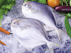 吃平鱼的好处与坏处 什么人不能吃平鱼