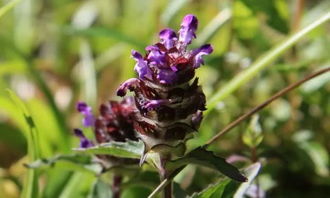 吃了三个月夏枯草甲状腺还疼 我用仙人掌治好了甲状腺结节偏方