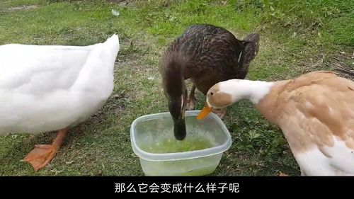 吃一只野鸭判多少年刑 捡了只小野鸭养算犯法吗